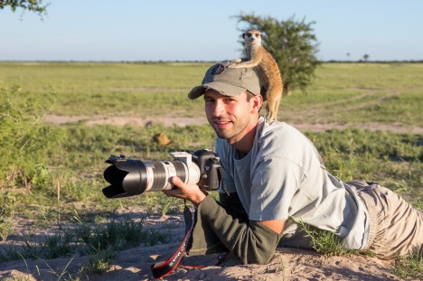 Meerkats In Botswana