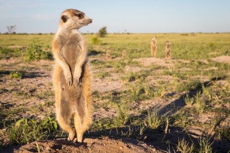 Meerkats In Botswana