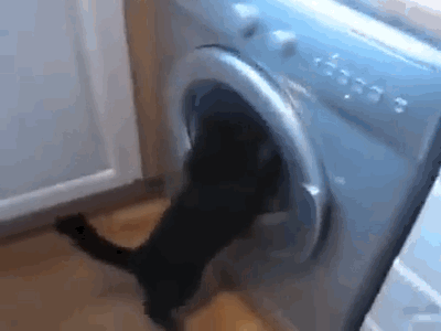 E con lavatrice vs gatto, vi saluto. | "Persbaglio"